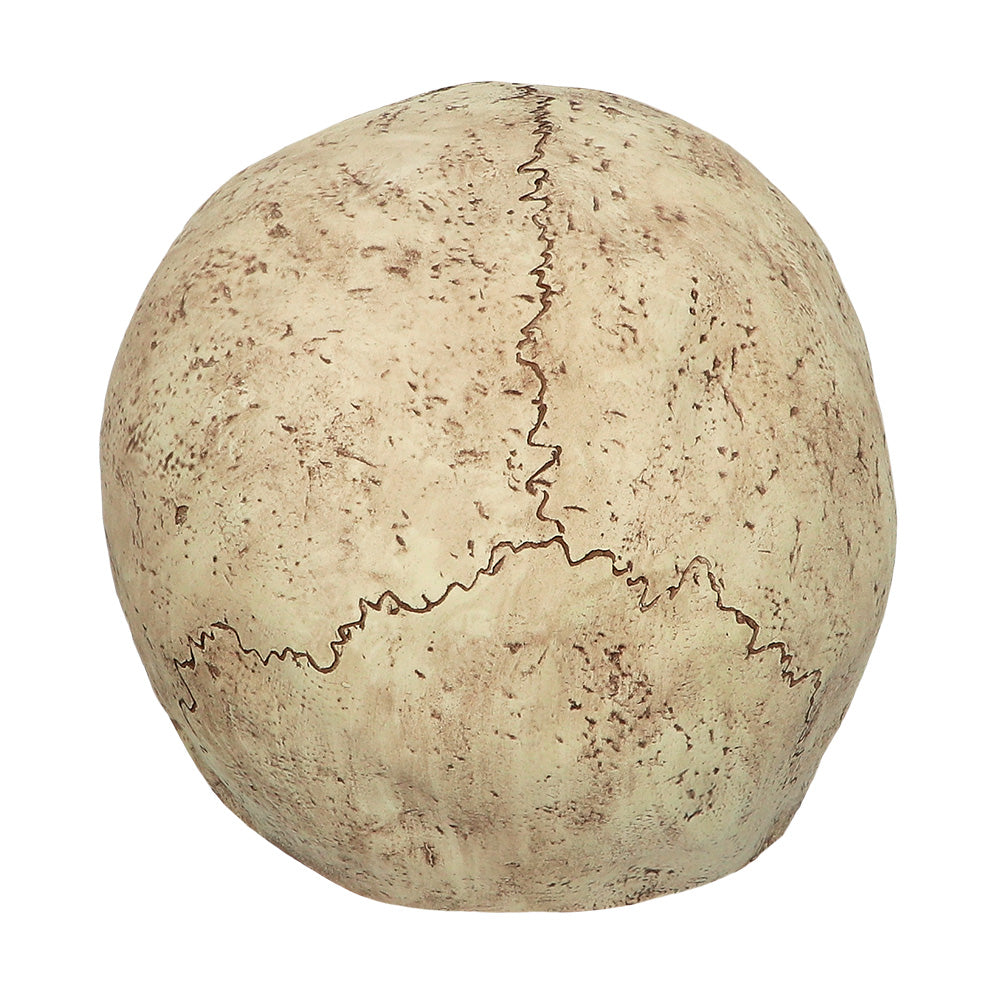 Masque Crâne Zombie Réaliste - Déguisement Halloween Adulte