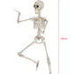 Décoration squelette articulé 48cm