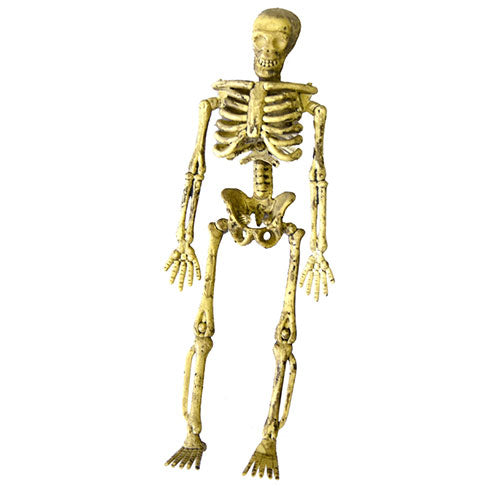 articulated skeleton