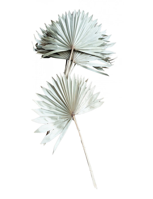 10 Feuilles de palmier blanches 55 cm