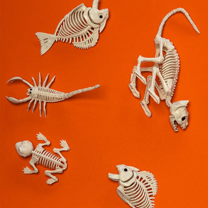 Squelettes Animaux Décoration - Collection Complète d'Ossements