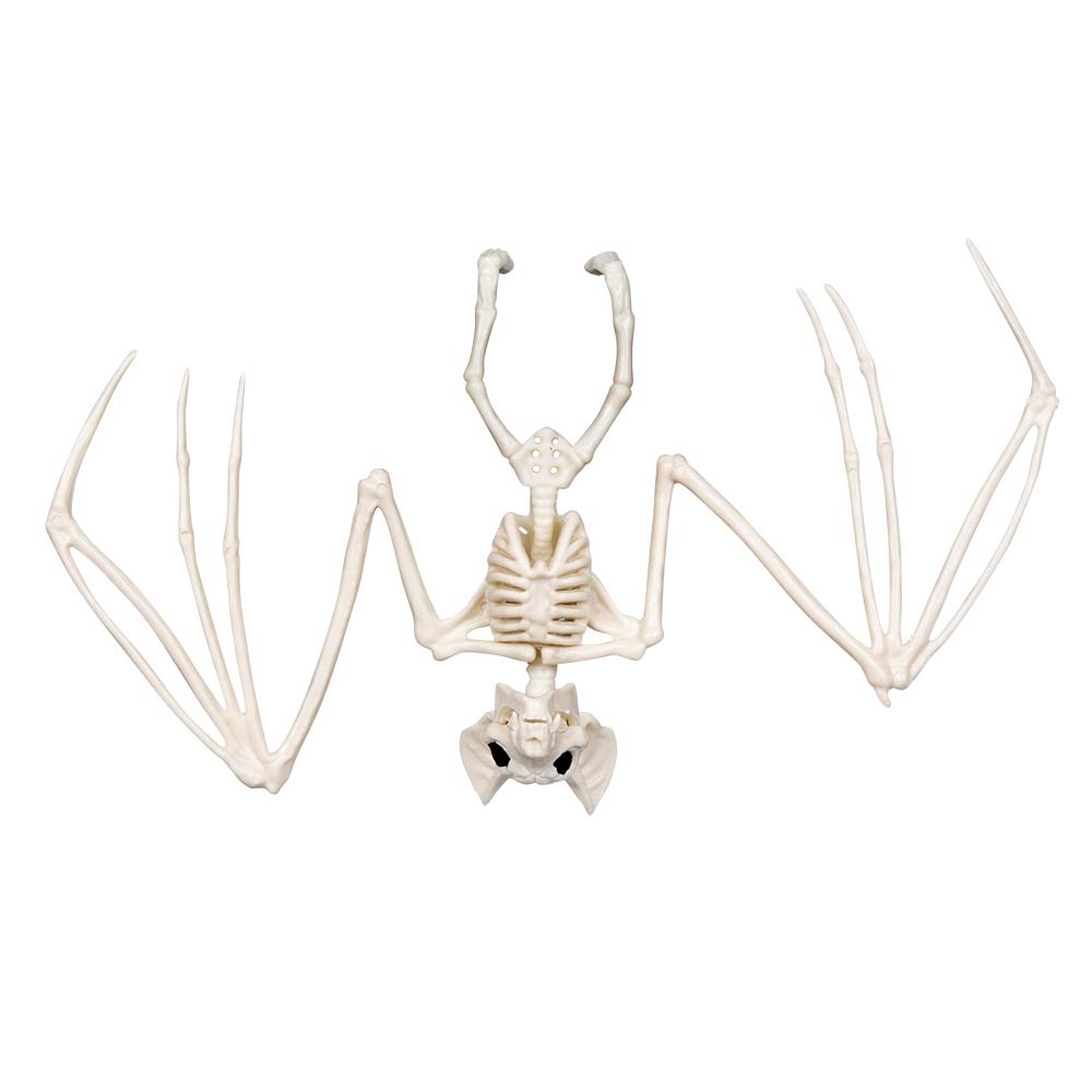 Squelettes d'Animaux Préhistoriques - Set 6 Fossiles Décoratifs