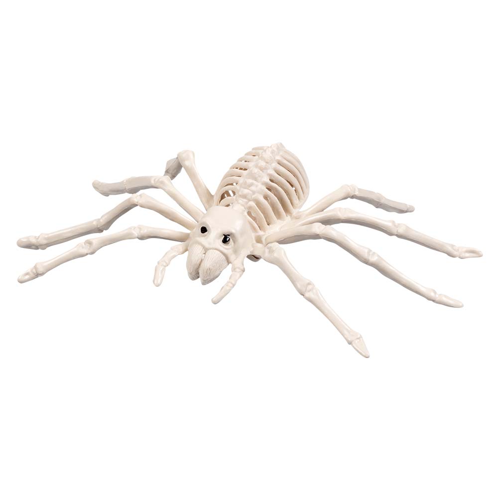 Squelettes d'Animaux Préhistoriques - Set 6 Fossiles Décoratifs