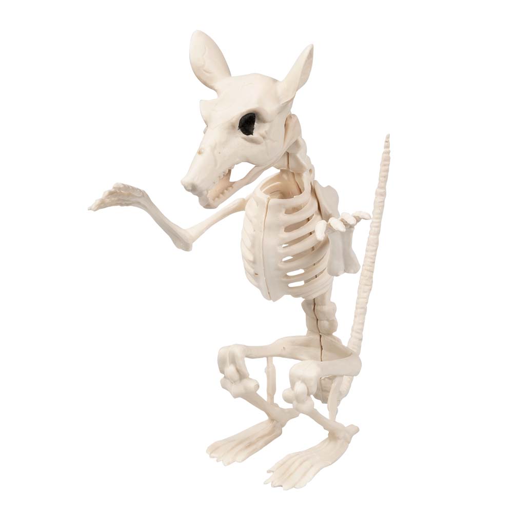 Squelettes d'Animaux Préhistoriques - Set 6 Fossiles Décoratifs