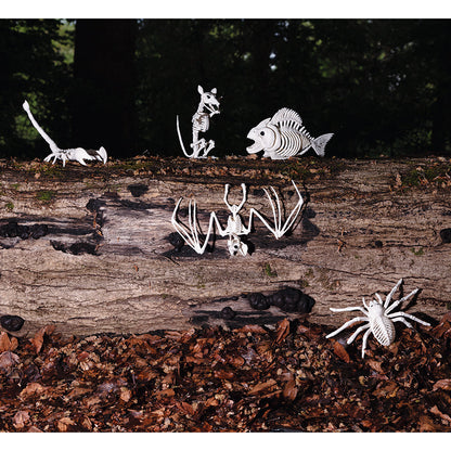 Squelettes d'Animaux Préhistoriques - Set 6 Fossiles Décoratifs