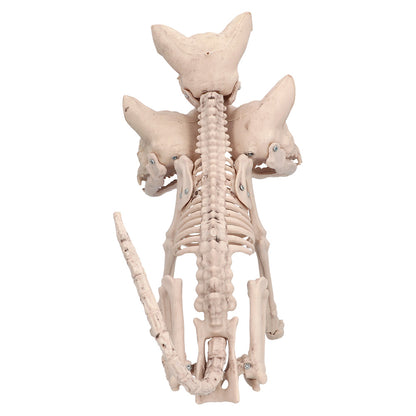 Squelette Chihuahua Decoratif - 3 Tetes Osseuses