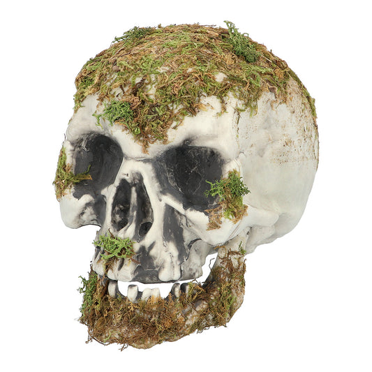 Crâne Mousse Moss - Décoration Halloween Gothique Réaliste
