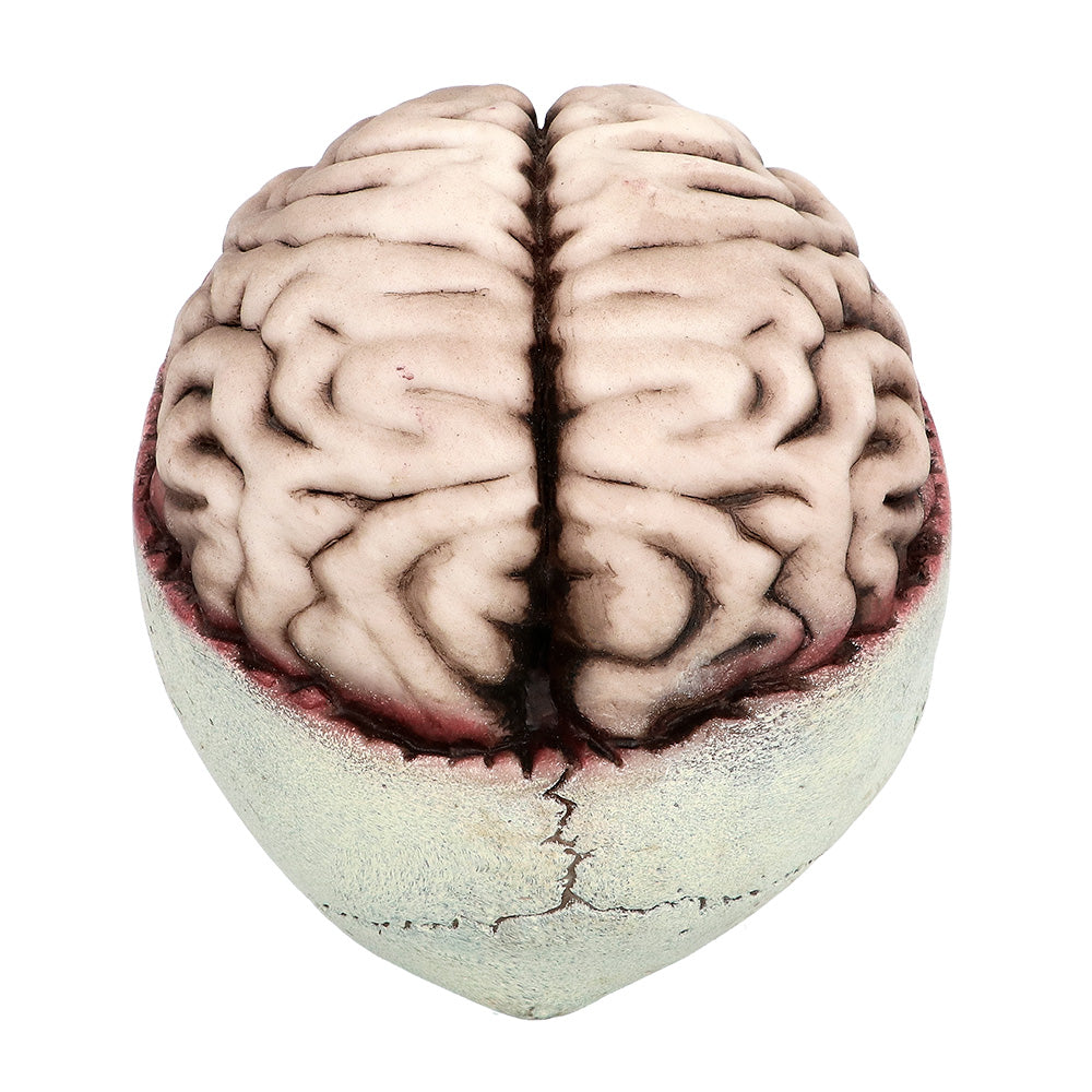 Crâne avec Cerveau Animé - Décoration Halloween Effrayante