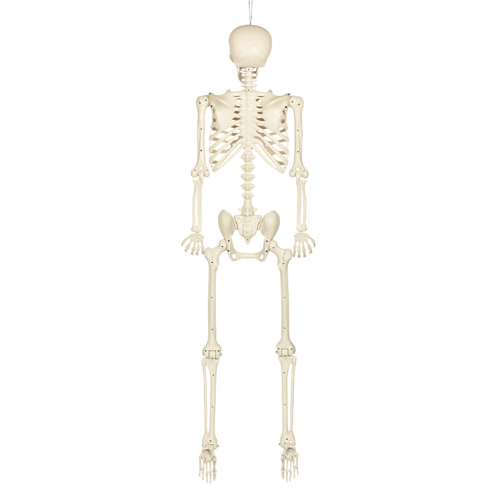 Squelette Géant 160cm - Décoration Halloween Suspendue