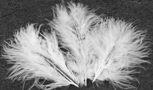 20 Plumes de décoration blanches 5,5 cm